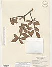 Herbarium sheet image thumbnail
