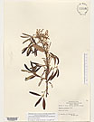 Herbarium sheet image thumbnail