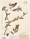 Herbarium sheet image thumbnail