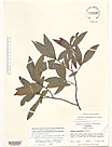 Herbarium sheet image thumbnail