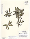 Herbarium sheet image thumbnail