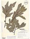 Herbarium sheet image thumbnail