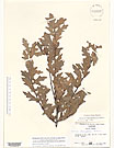 Herbarium sheet image thumbnail