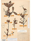 Herbarium sheet image thumbnail