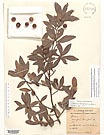 Herbarium sheet image thumbnail