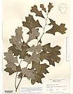 Herbarium sheet image thumbnail