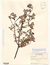 Herbarium sheet image thumbnail