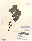 Herbarium sheet image thumbnail