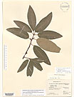 Herbarium sheet image thumbnail