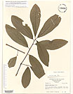 Herbarium sheet image thumbnail