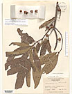 Herbarium sheet image thumbnail