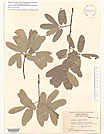 Herbarium sheet image thumbnail