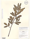 Herbarium sheet image thumbnail