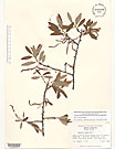 Herbarium sheet image thumbnail