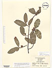 Herbarium sheet image thumbnail