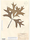 Herbarium sheet image thumbnail
