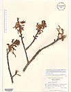 Herbarium sheet image thumbnail
