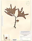 Herbarium sheet image thumbnail
