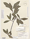 Herbarium sheet image thumbnail