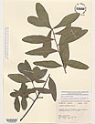 Herbarium sheet image thumbnail