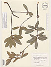 Herbarium sheet image thumbnail