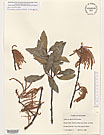 Herbarium sheet image thumbnail