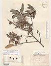 Herbarium sheet image thumbnail