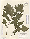 Herbarium sheet image thumbnail