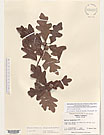 Herbarium sheet image thumbnail