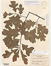 Herbarium sheet image thumbnail