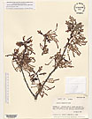 Herbarium sheet image thumbnail