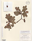 Herbarium sheet image thumbnail