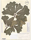 Herbarium sheet image thumbnail