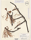 Herbarium sheet image thumbnail