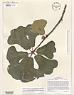 Herbarium sheet image thumbnail