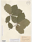 Herbarium sheet image thumbnail