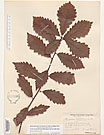Herbarium sheet image thumbnail