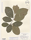Herbarium sheet image thumbnail