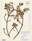 Herbarium sheet image thumbnail