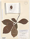 Herbarium sheet image thumbnail