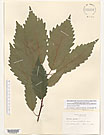 Herbarium sheet image thumbnail
