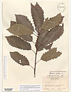 Herbarium sheet image thumbnail