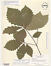Herbarium sheet image thumbnail