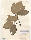 Herbarium sheet image thumbnail