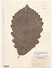 Herbarium sheet image thumbnail