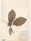Herbarium sheet image thumbnail