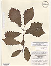 Herbarium sheet image thumbnail