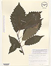 Herbarium sheet image thumbnail