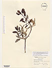 Herbarium sheet image thumbnail