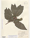 Herbarium sheet image thumbnail